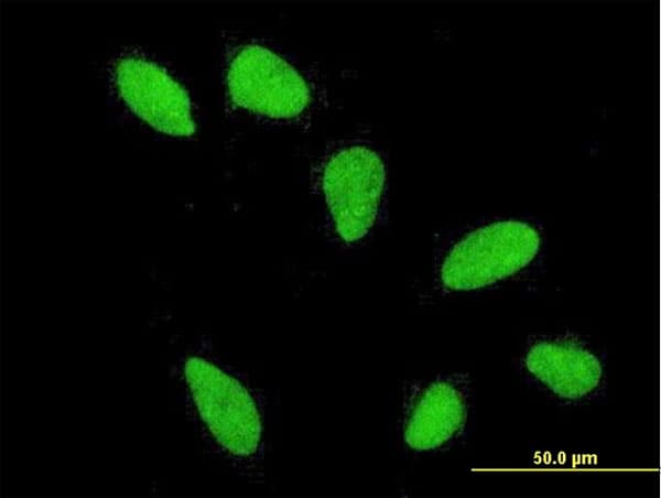 HIST2H2AA3 Antibody (clone 4C10)