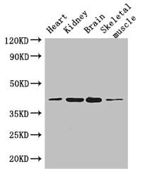 Polyclonal Rabbit anti-Human PARD6G Antibody (IF, WB)