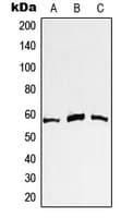 MYC / c-Myc Antibody (N-Terminus)
