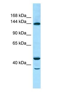 TBC1D4 / AS160 Antibody (aa1155-1204)