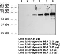 Polyclonal Rabbit Nitrotyrosine Antibody (WB)