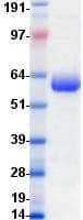 Human CD274 / B7-H1 / PD-L1 Protein (Recombinant Fc, C-terminus)