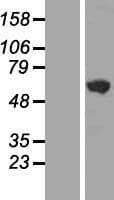 GHDC Protein (Over-Expression Lysate Myc-DDK (Flag))