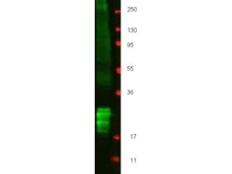 Polyclonal Rabbit anti-Pig IFN Beta / Interferon Beta Antibody (Lyophilized, WB)