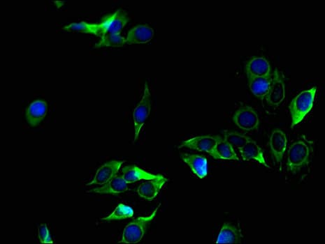 ZC4H2 Antibody