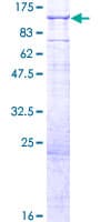 Human PIGQ Protein (Recombinant GST)