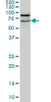 NOLC1 Antibody (clone 6B4)