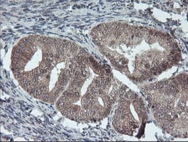 FMR1 / FMRP Antibody (clone OTI2C3)