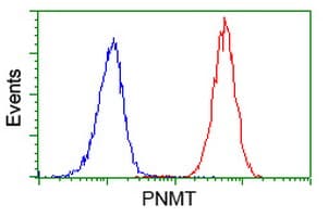 PNMT Antibody (clone OTI2E3)