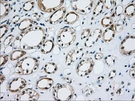 CD5 Antibody (clone OTI7A7)