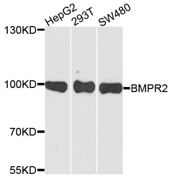 BMPR2 Antibody