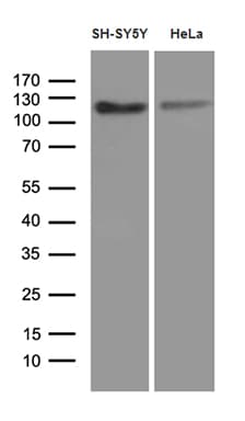 APBB1 / FE65 Antibody (clone OTI3H9, Carrier-free)