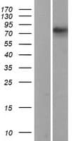 RANBPM Protein (Over-Expression Lysate Myc-DDK (Flag))