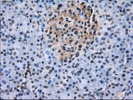 L1CAM Antibody (clone OTI2A6, Carrier-free)