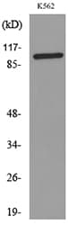 ENPP3 / CD203c Antibody