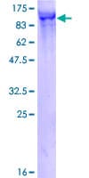 Human HOOK3 Protein (Recombinant GST)