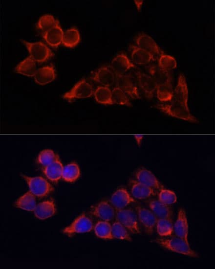 MTOR Antibody