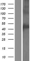 CCM2L Protein (Over-Expression Lysate Myc-DDK (Flag))
