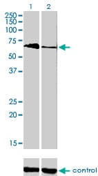 TBX5 Antibody (clone 1G10)
