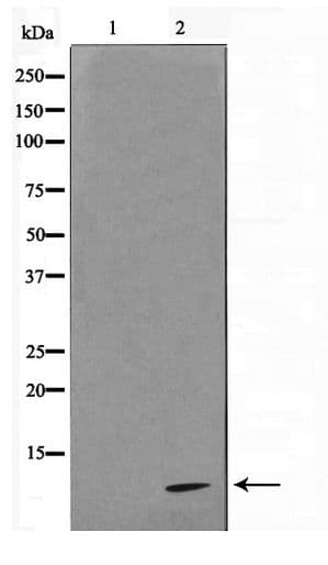 Polyclonal Rabbit anti-Human COX17 Antibody (IHC, WB)