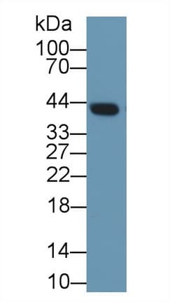 CLU / Clusterin Antibody (aa227-447, APC)