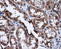 SATB1 Antibody (clone OTI3E12)