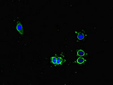 PMAIP1 / NOXA Antibody
