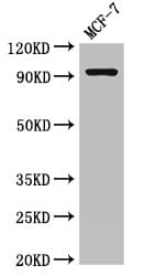 Polyclonal Rabbit anti-Human GRIK4 / KA1 Antibody (WB)