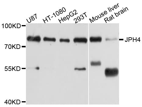 JPH4 Antibody