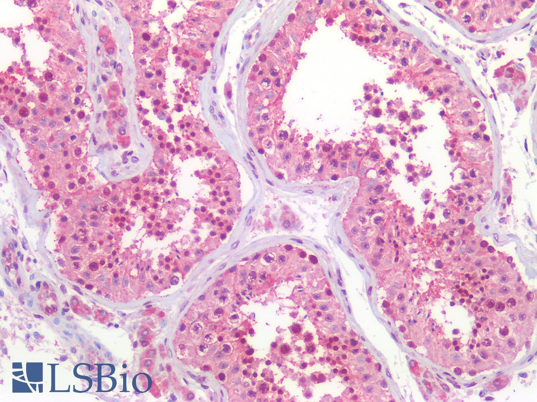 AXIN2 / Axin 2 Antibody (aa350-631)