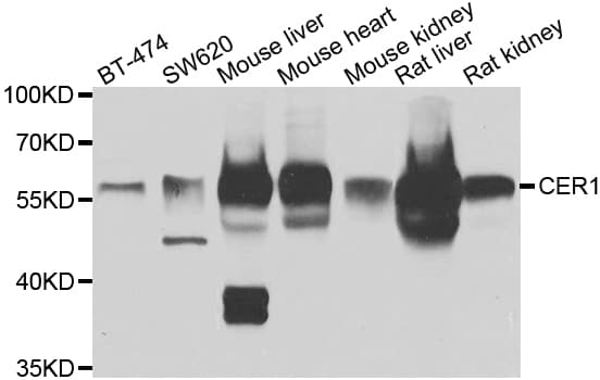 CER1 Antibody