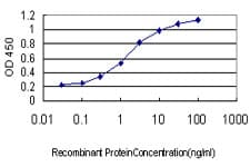 RRP9 Antibody (clone 1E8)