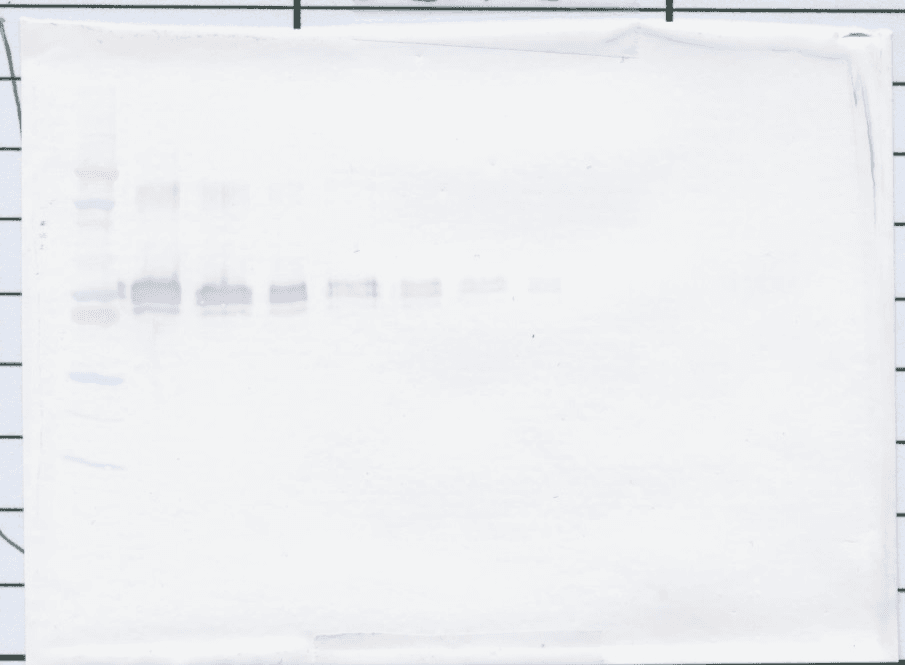 sCD14 Antibody (Biotin)