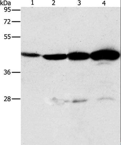 APOBEC3D Antibody
