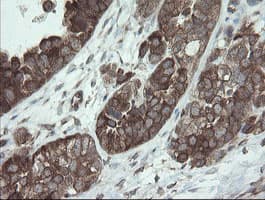 VBP1 Antibody (clone OTI1D1)