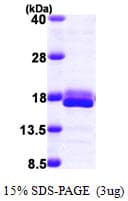 Human 4E-BP2 / EIF4EBP2 Protein (Recombinant His)