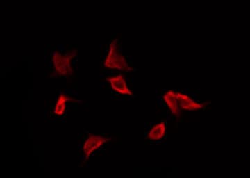 YWHAZ / 14-3-3 Zeta Antibody