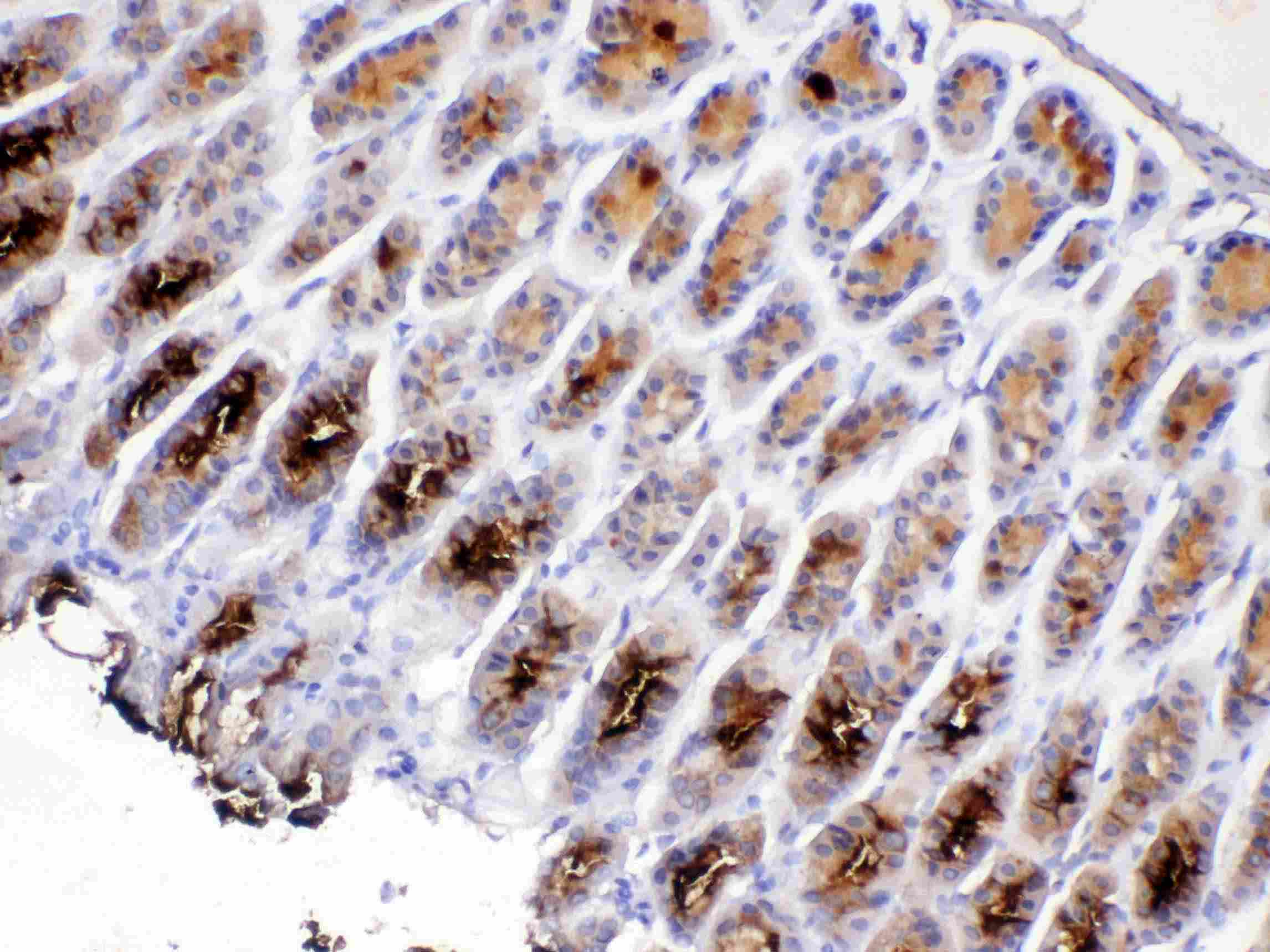 TFF2 / SP Antibody