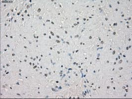 CD32A Antibody (clone OTI20D1)