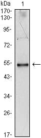 IL34 Antibody (clone 1D12)