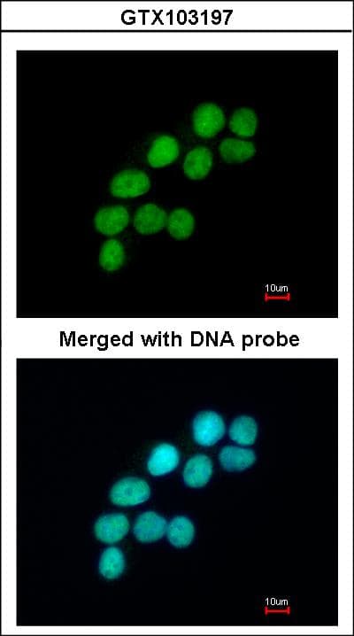 LIG3 / DNA Ligase III Antibody (aa765-1009)