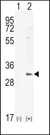HMOX1 / HO-1 Antibody (aa177-204)