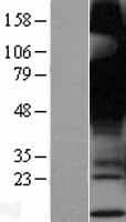 GPR12 Protein (Over-Expression Lysate Myc-DDK (Flag))
