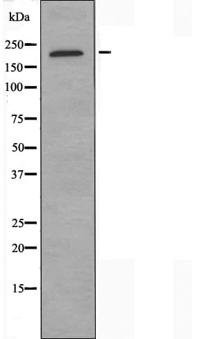 IQGAP3 Antibody