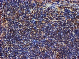 PSMB9 Antibody (clone OTI3F3)