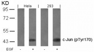 JUN / c-Jun Antibody