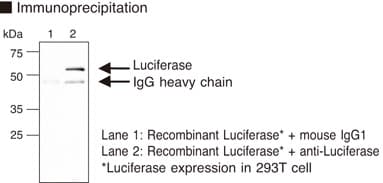 Monoclonal Mouse anti-Photinus pyralis Luciferase Antibody (clone 2D4, WB)