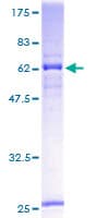Human L3 / LASS2 Protein (Recombinant GST)
