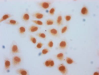 HIST1H2AI Antibody