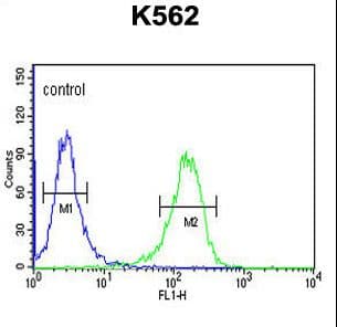 Polyclonal Rabbit anti-Human TSPEAR Antibody (aa293-320, IHC, WB)